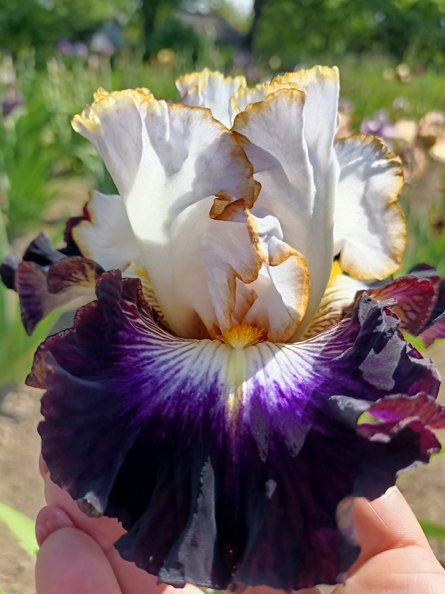 Ірис високий - Night's Edge